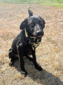 Rescue Black Labrador Retriever Dogs for Adoption - Lucky | PetCurious