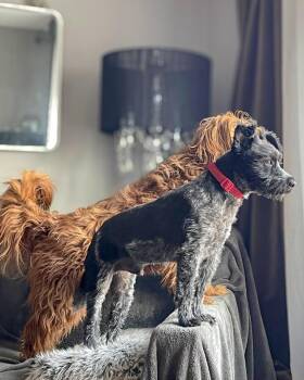 Schnauzer Dogs Available for Adoption in Calgary, Alberta - Duke | PetCurious