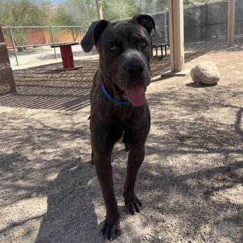 BEBESITO -  Pit Bull Terrier and Mixed Breed Dog for Adoption in Thousand Palms, California - BEBESITO | PetCurious