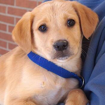 Labrador Retriever Dogs Available for Adoption - Bono | PetCurious