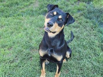 MARLA -  Rottweiler Dog for Adoption in Auburn, California - MARLA | PetCurious