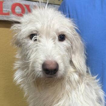 Rand - Local November 6-8 -  Rat Terrier Dog for Adoption in Brookshire, Texas - Rand - Local November 6-8 | PetCurious