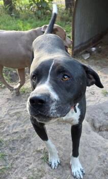 Pit Bull Terrier and Labrador Retriever Dogs Available for Adoption in Brewster, New York - Oscar The Outstanding | PetCurious