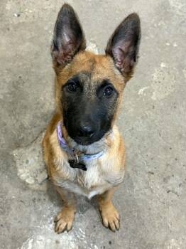 Hilde -  Belgian Shepherd Malinois Dog for Adoption in Vancouver, Washington - Hilde | PetCurious