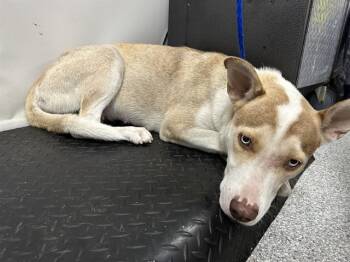 A187441 -  Siberian Husky and Mixed Breed Dog for Adoption in Pasadena, Texas - A187441 | PetCurious