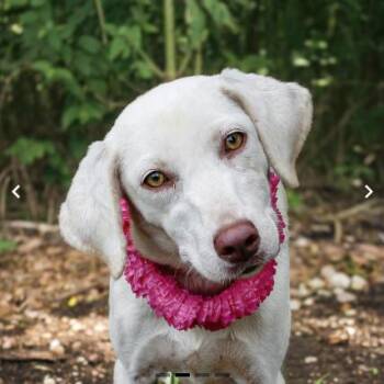 Ivy -  Mixed Breed Dog for Adoption in Springboro, Ohio - Ivy | PetCurious