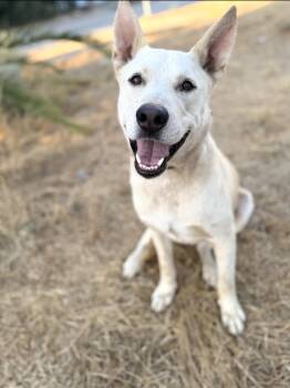 Rescue White German Shepherd Dogs for Adoption - PABLO | PetCurious
