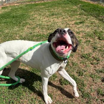 Pit Bull Terrier Dogs Available for Adoption - Remmie | PetCurious