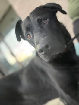 Trooper -  Black Labrador Retriever Dog for Adoption in Hayward, California - Trooper | PetCurious