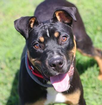 Firefly (AO36703) -  Rottweiler and Black Labrador Retriever Dog for Adoption in Kansas City, Kansas - Firefly (AO36703) | PetCurious
