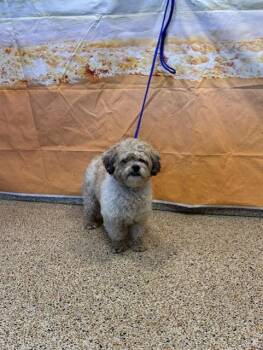 PICKLE -  Maltese and Shih Tzu Dog for Adoption in Doral, Florida - PICKLE | PetCurious