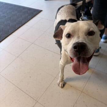 Harley -  Mixed Breed Dog for Adoption in Davenport, Iowa - Harley | PetCurious