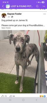 Great Dane Dogs Available for Adoption - Apple | PetCurious