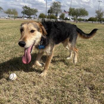 Airedale Terrier Dogs Available for Adoption in Tonopah, Arizona - Griffon | PetCurious