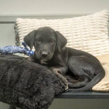 Zulu -  Labrador Retriever and Mixed Breed Dog for Adoption in Pawling, New York - Zulu | PetCurious