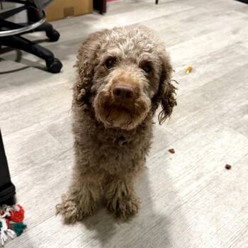 Cockapoo Dogs Available for Adoption in Waldorf, Maryland - Teddy | PetCurious