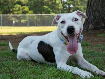 Gulliver -  Mixed Breed Dog for Adoption in Myrtle Beach, South Carolina - Gulliver | PetCurious