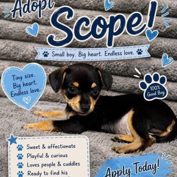 Scope -  Chihuahua Dog for Adoption in Justin, Texas - Scope | PetCurious