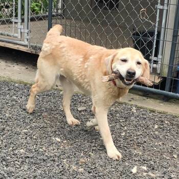 Kody -  Labrador Retriever Dog for Adoption in Wappingers Falls, New York - Kody | PetCurious