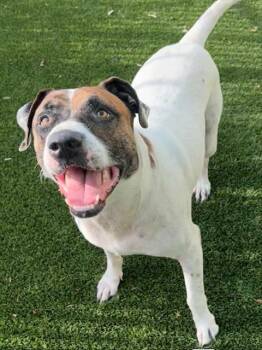 Rescue Foxhound and Pit Bull Terrier Dogs for Adoption in Baytown, Texas - HARLEY | PetCurious