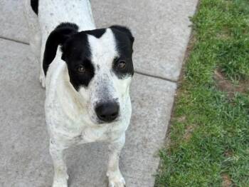 Australian Cattle Dog Blue Heeler and Mixed Breed Dogs Available for Adoption in Tulsa, Oklahoma - FINN | PetCurious