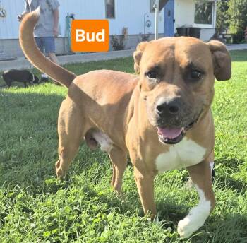 Bud -  Hound Dog for Adoption in Clinton, Missouri - Bud | PetCurious