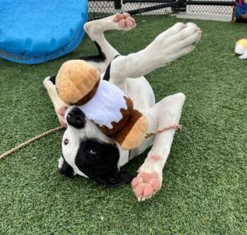 Pit Bull Terrier and Mixed Breed Dogs Available for Adoption in Kansas City, Missouri - Amigo | PetCurious