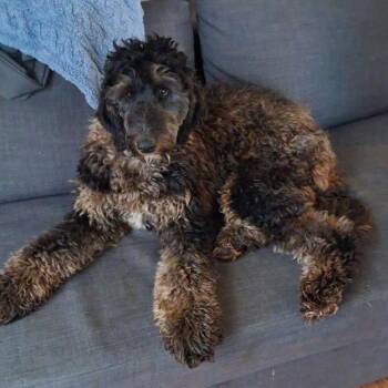 Marley -  Poodle and Afghan Hound Dog for Adoption in Shelby, North Carolina - Marley | PetCurious