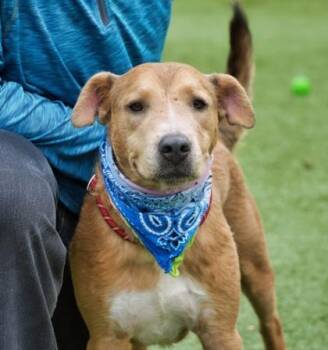 Golden Retriever and Schnauzer Dogs Available for Adoption in North Richland Hills, Texas - Dino | PetCurious