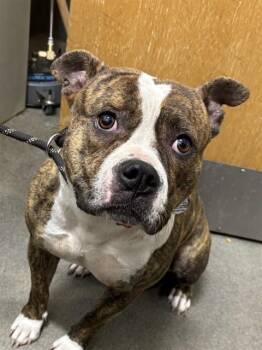 ANGEL -  American Bulldog Dog for Adoption - ANGEL | PetCurious