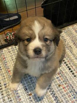 Shepherd and Husky Dogs Available for Adoption in Holly Springs, North Carolina - Huey - Sweets Litter | PetCurious