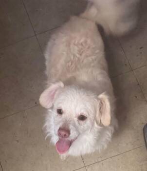 Spaniel Dogs Available for Adoption in East Hartford, Connecticut - Marshmallow | PetCurious