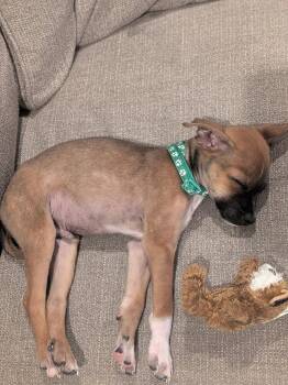 Floyd -  Chihuahua Dog for Adoption in Colorado Springs, Colorado - Floyd | PetCurious