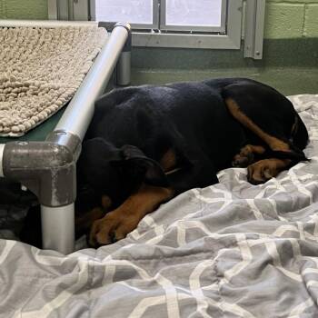 Dante -  Doberman Pinscher and Mixed Breed Dog Available for Adoption in West Palm Beach, Florida - Dante | PetCurious