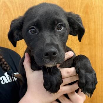 Dory -  Labrador Retriever and Shepherd Dog for Adoption in Columbus, Georgia - Dory | PetCurious