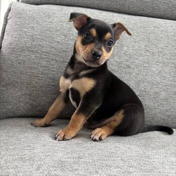 Chihuahua Dogs Available for Adoption in Houston, Texas - Junior | PetCurious