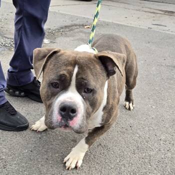 Rescue Pit Bull Terrier Dogs for Adoption in Newark, New Jersey - Dwayne Johnson | PetCurious