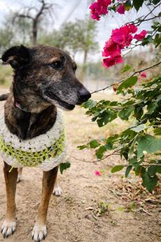 Belgian Shepherd Malinois Dogs Available for Adoption - Daisy | PetCurious