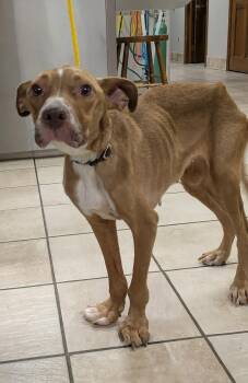 Rescue Pit Bull Terrier Dogs for Adoption in Glenfield, New York - Phoebe | PetCurious