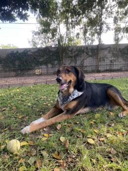 Shepherd and Hound Dogs Available for Adoption in Chandler, Arizona - RESCUE | PetCurious