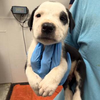 Ink Master 0902 -  Mixed Breed Dog for Adoption in Loxahatchee Groves, Florida - Ink Master 0902 | PetCurious