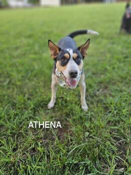 Rescue Australian Cattle Dog Blue Heeler Dogs for Adoption in Manassas, Virginia - Athena | PetCurious