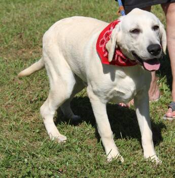 BiBi (Neutered) (Photos October 1st 2026) -  Yellow Labrador Retriever Dog for Adoption in Marietta, Ohio - BiBi (Neutered) (Photos October 1st 2026) | PetCurious