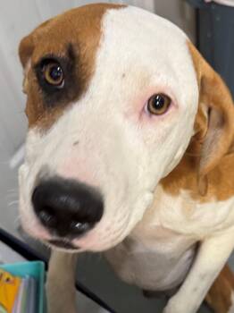 Rescue American Foxhound Dogs for Adoption in Berea, Kentucky - Nova | PetCurious
