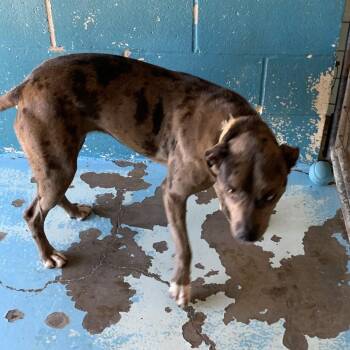 Catahoula Leopard Dog Dogs Available for Adoption in Hearne, Texas - Basil | PetCurious