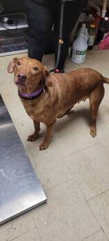 Labrador Retriever and Mixed Breed Dogs Available for Adoption in Chillicothe, Ohio - Agnes | PetCurious