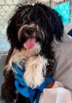 Oreoana -  Havanese Dog for Adoption - Oreoana | PetCurious