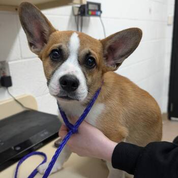 Bubbles -  Cardigan Welsh Corgi and Mixed Breed Dog Available for Adoption in Ardmore, Oklahoma - Bubbles | PetCurious