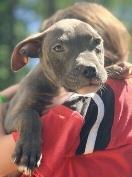 Locomotive -  Mixed Breed Dog for Adoption in Chamblee, Georgia - Locomotive | PetCurious
