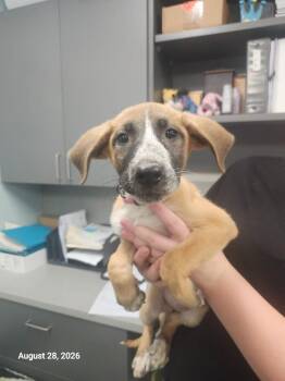 Emma -  Mixed Breed Dog for Adoption in Sapulpa, Oklahoma - Emma | PetCurious